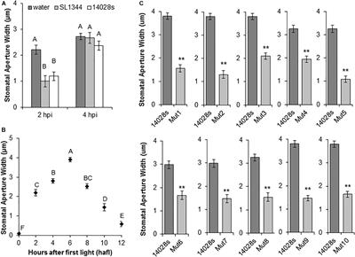 Salmonella enterica Serovar Typhimurium 14028s Genomic Regions Required for Colonization of Lettuce Leaves